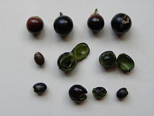 Sideroxylon obtusifolium